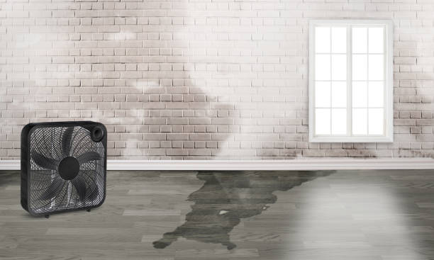 Best Water damage contractors near me  in Dover Base Housing, DE
